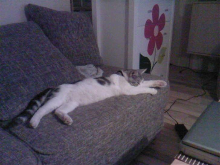 Blanding af racer luifax billede 11