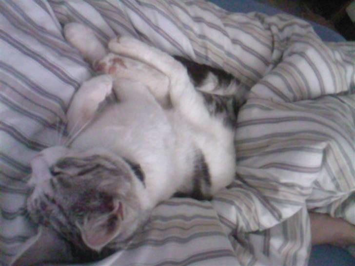 Blanding af racer luifax billede 12