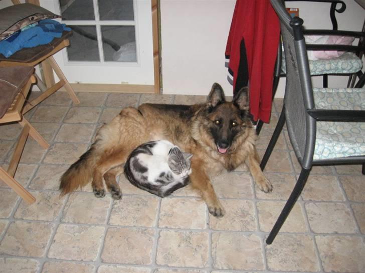 Blanding af racer luifax billede 13