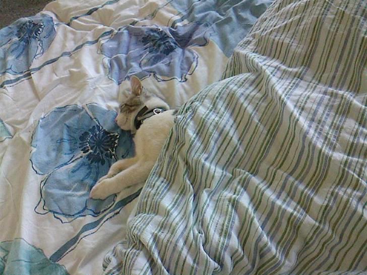 Blanding af racer luifax billede 14