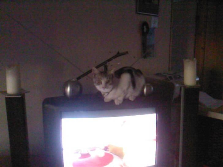 Blanding af racer luifax billede 15