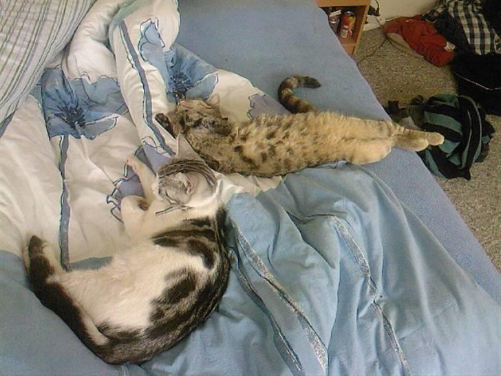 Blanding af racer luifax billede 16