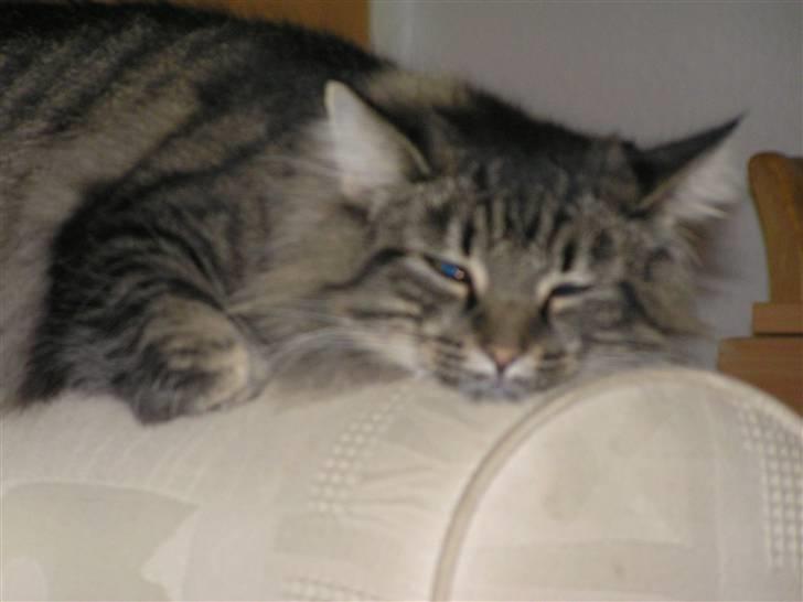 Norsk Skovkat Björk billede 2