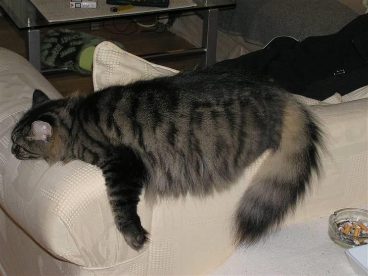 Norsk Skovkat Björk billede 3