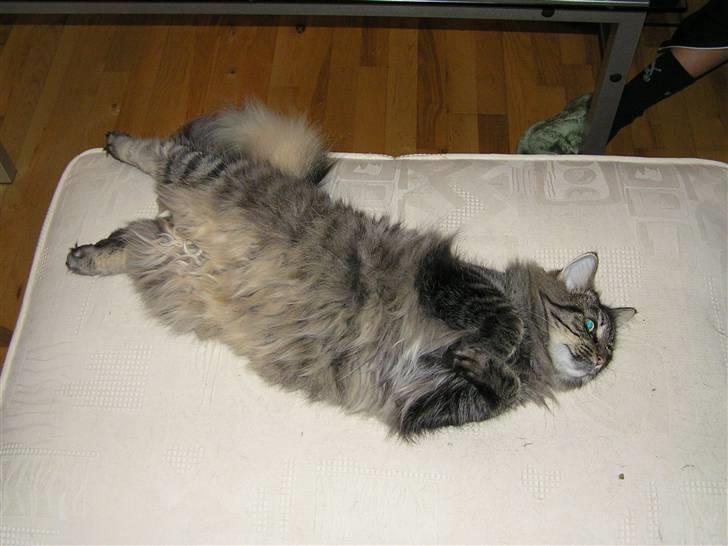 Norsk Skovkat Björk billede 5