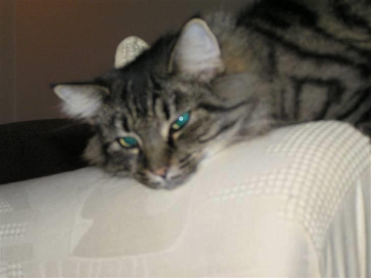 Norsk Skovkat Björk billede 6