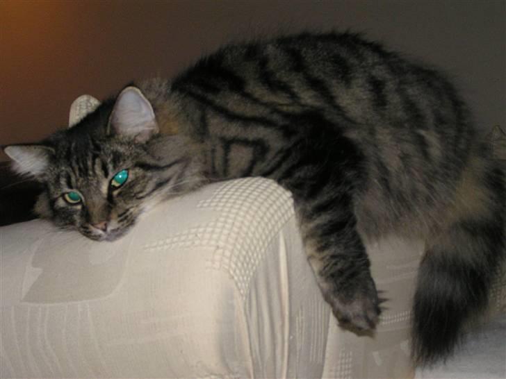 Norsk Skovkat Björk billede 7