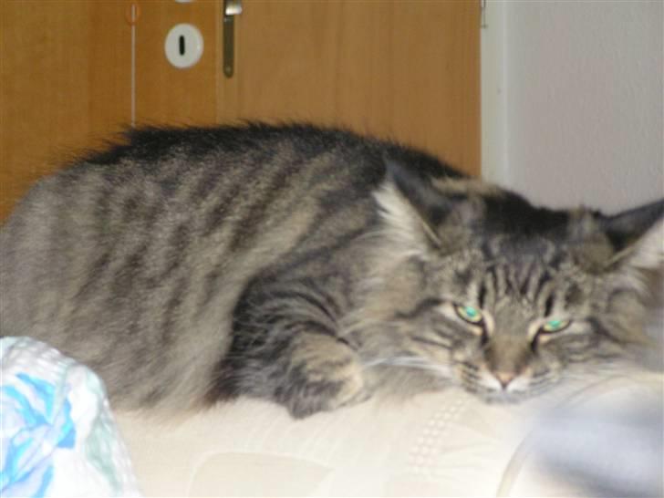 Norsk Skovkat Björk billede 8