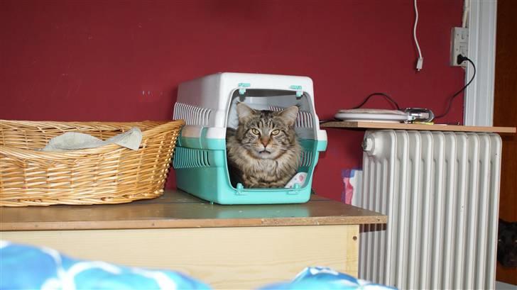 Maine Coon Axis mundi hambus  - den kunne godt have været lidt større billede 12