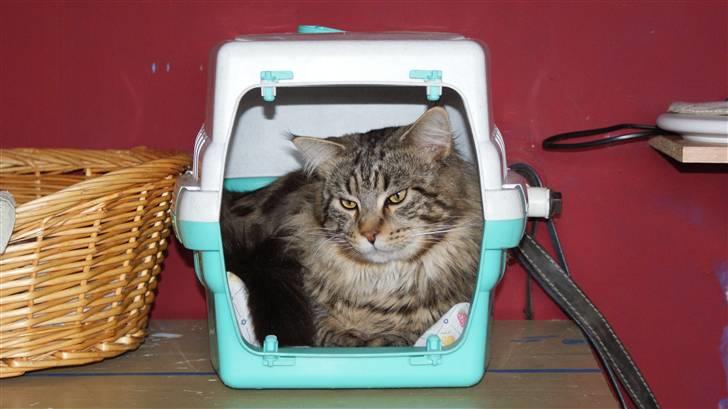 Maine Coon Axis mundi hambus  - det er kun med nød og næppe jeg kan være der billede 13