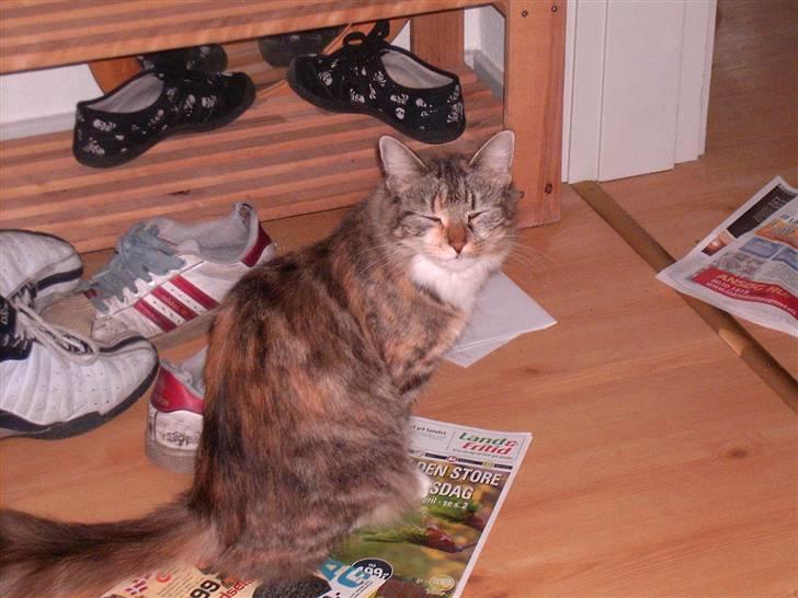 Blanding af racer Mulle  - *NYT* det er taget for 2 mdr siden.... en rigtig diva:) billede 11