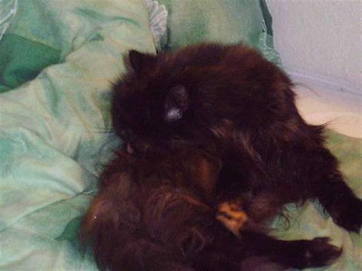 Perser Sasja - tid til at gøre sig ren billede 1