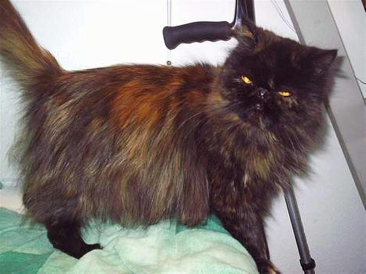 Perser Sasja - farvel med dig billede 2