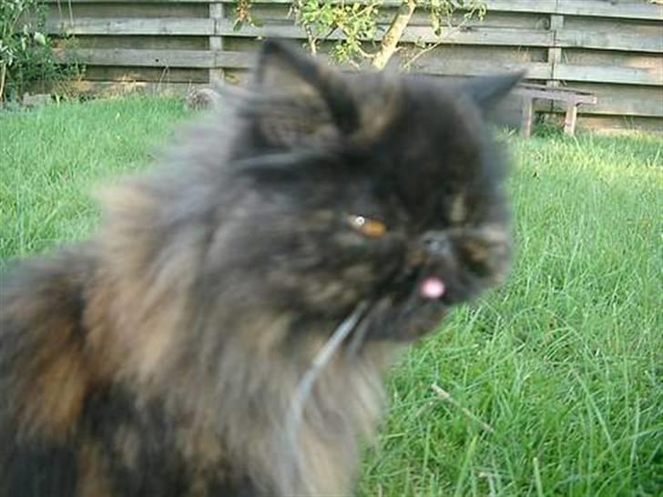 Perser Sasja billede 3