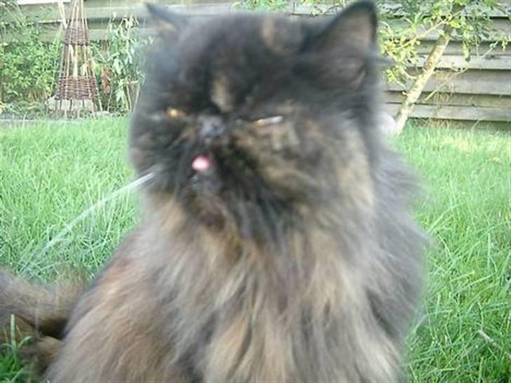 Perser Sasja billede 4