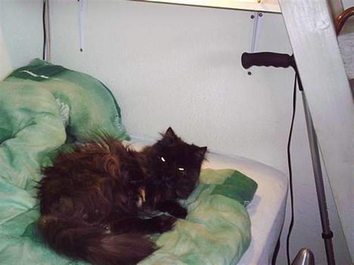 Perser Sasja billede 5