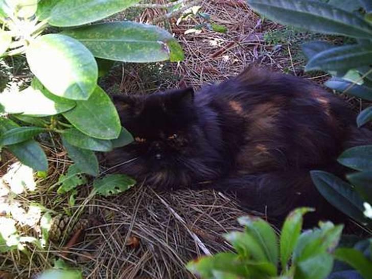 Perser Sasja billede 6