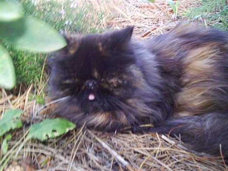 Perser Sasja billede 7