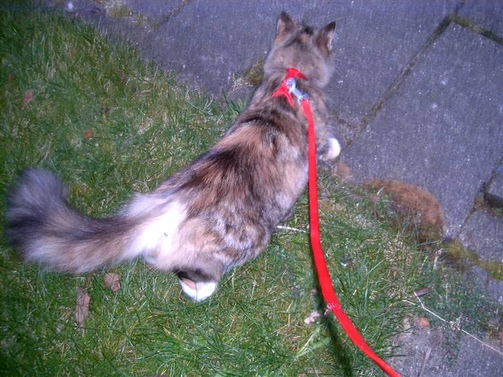 Blanding af racer Mulle  - vi bor ved en vej der er meget trafik på, så hun kommer kun ud i snor... hehe... det er ikk altid at man kan følge med hende hehe billede 12