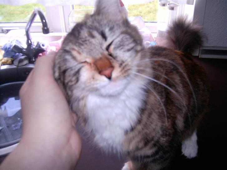 Blanding af racer Mulle  - hun elsker og blive nusset bag øret:) billede 13