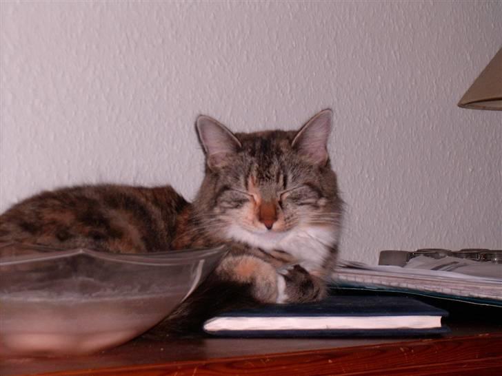 Blanding af racer Mulle  - en rigtig diva billede 14