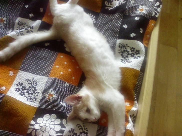 Huskat sara - "Nu er det tid til at gå i seng!" billede 1