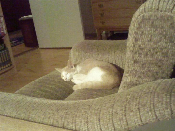 Huskat sara - Sara plejer at ville have lænestolen for sig selv billede 2