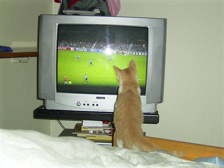 Huskat sara - Sara elsker at se fodbold og prøver at fange bolden billede 4