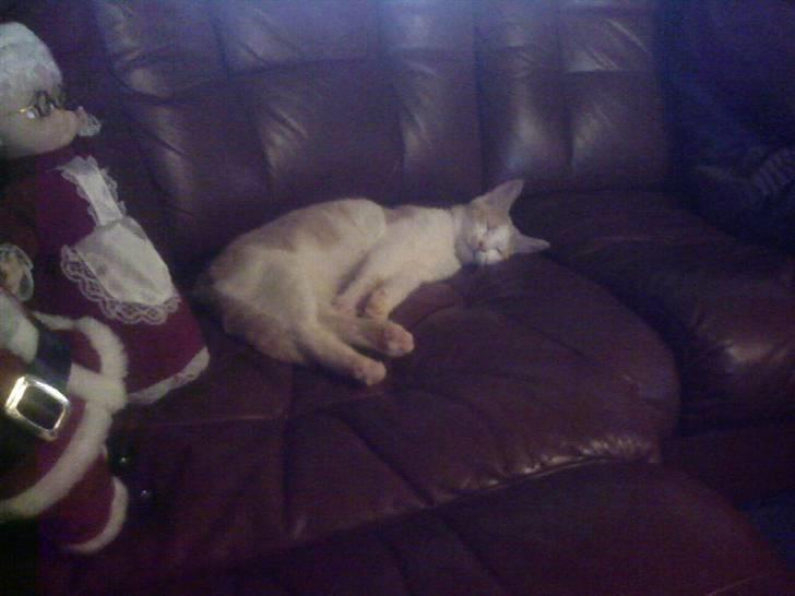 Huskat sara - Hun passer godt på sine nisser billede 5