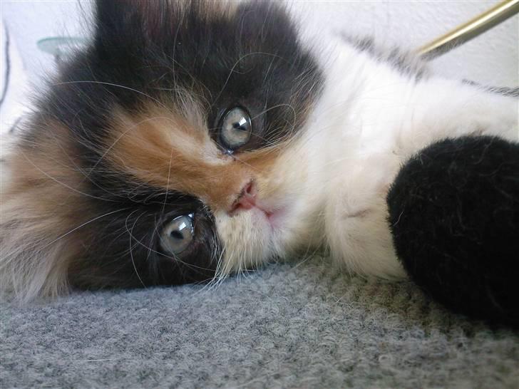 Blanding af racer *Shiva* billede 1