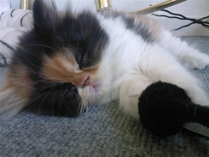 Blanding af racer *Shiva* billede 3