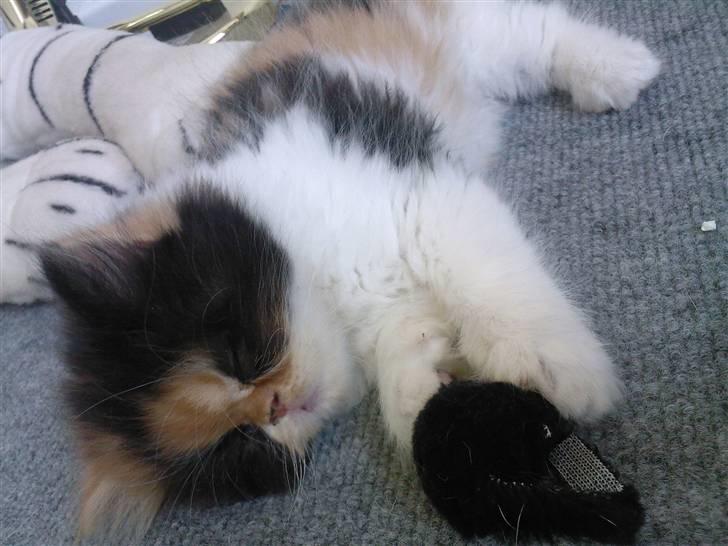 Blanding af racer *Shiva* billede 4