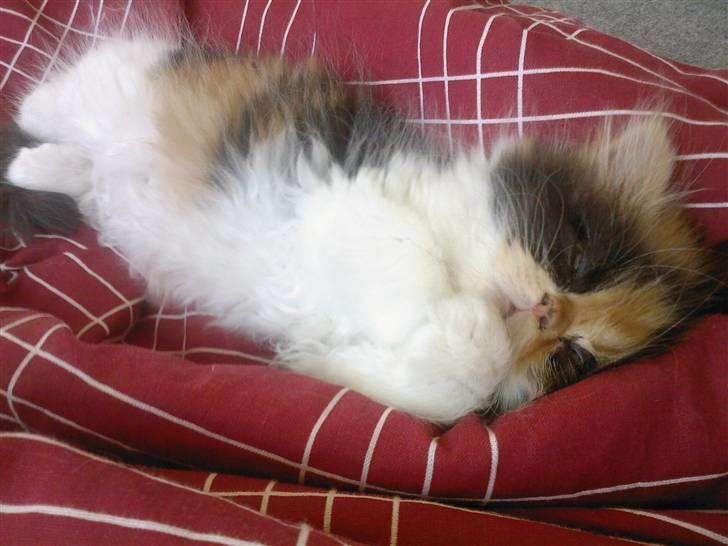 Blanding af racer *Shiva* billede 5