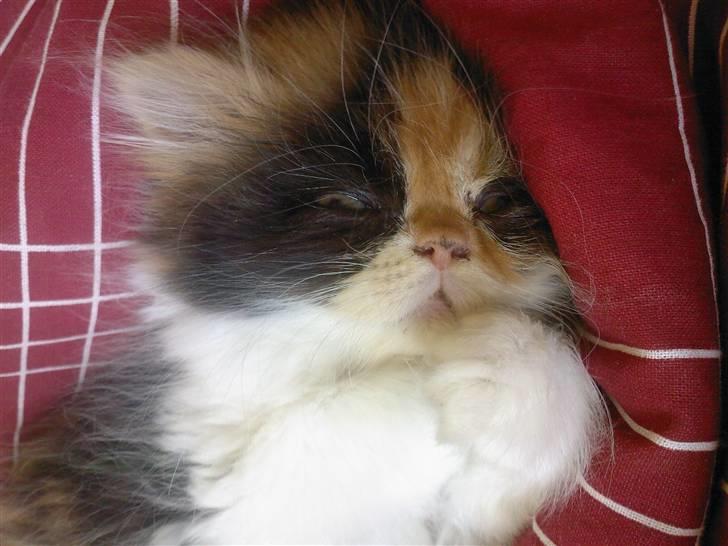 Blanding af racer *Shiva* billede 6