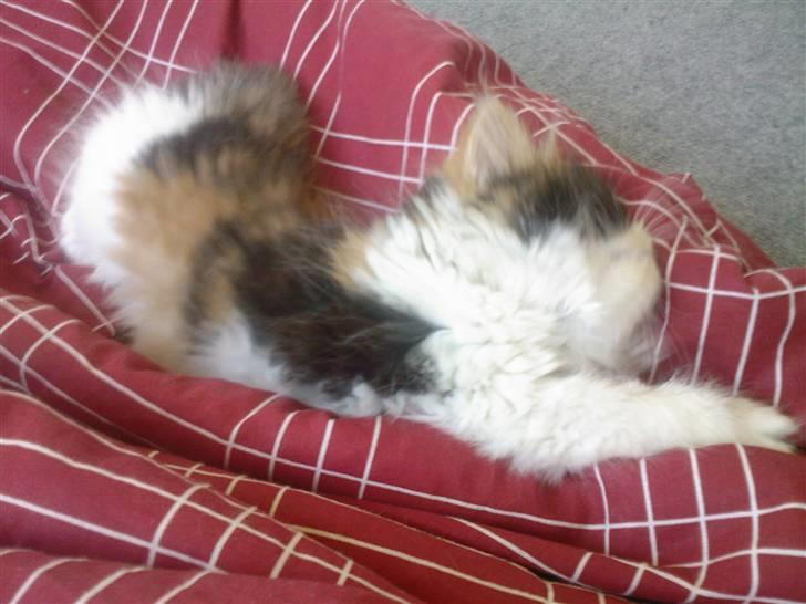 Blanding af racer *Shiva* billede 7