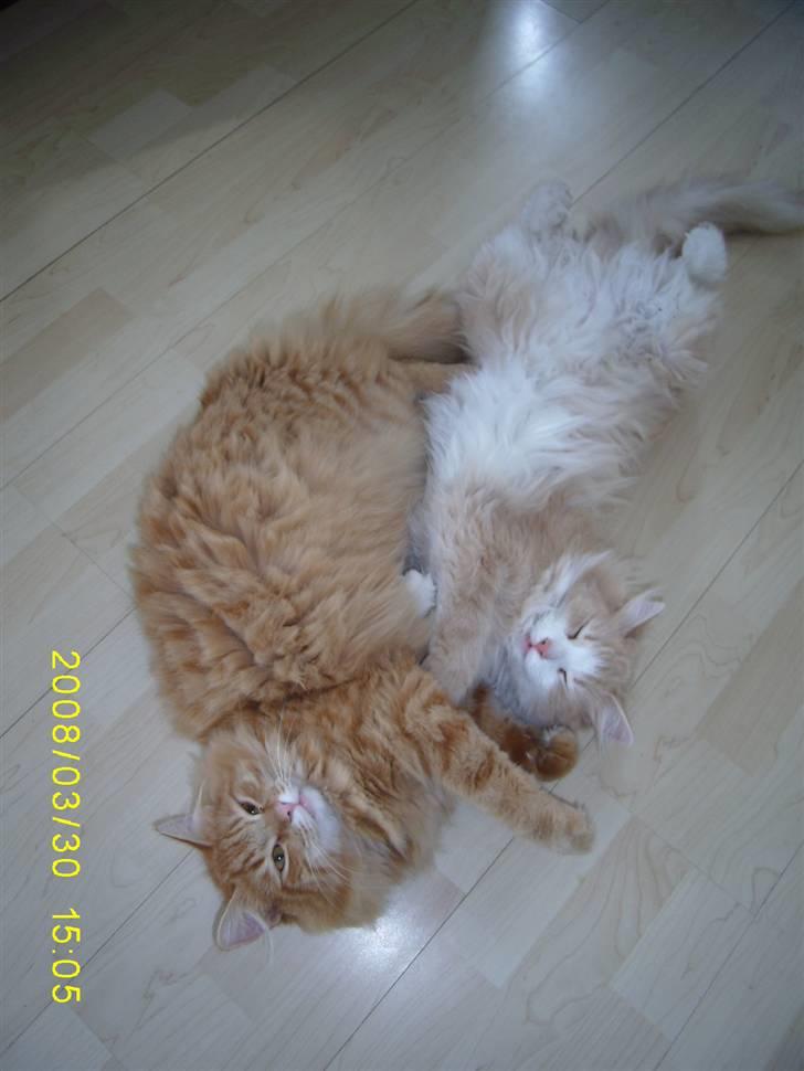 Blanding af racer Gimli billede 13