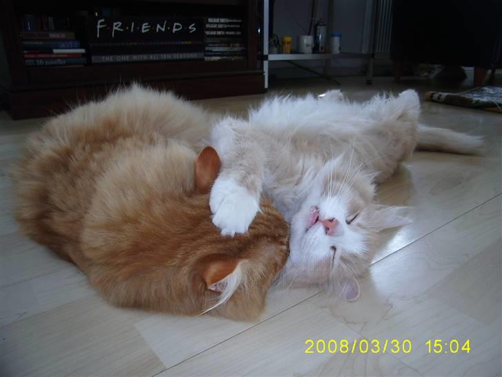 Blanding af racer Gimli billede 14