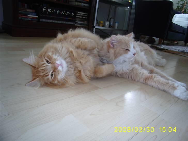 Blanding af racer Gimli billede 15