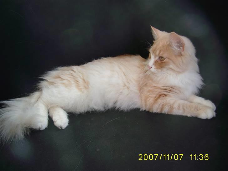 Norsk Skovkat Cormaths Junni  billede 12