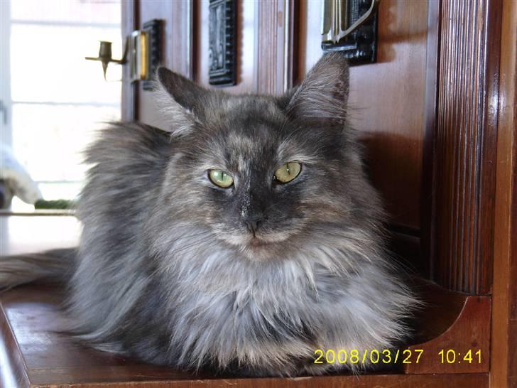 Norsk Skovkat Dk Mazjan's Jamilla  billede 18