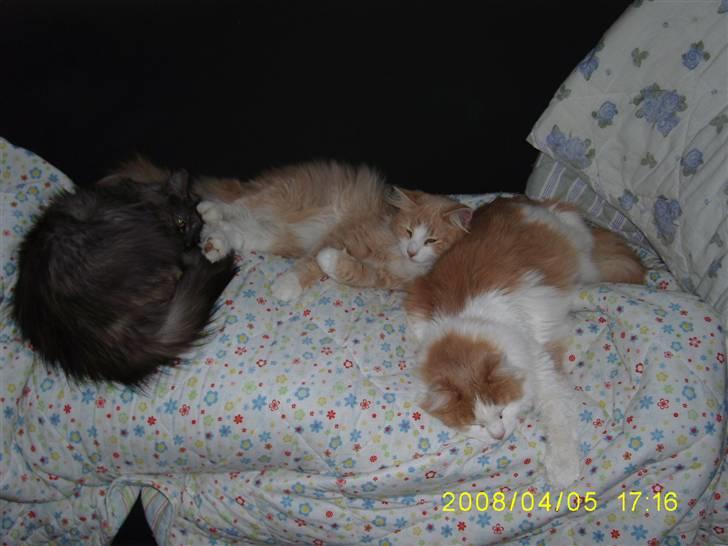 Norsk Skovkat Dk Mazjan's Jamilla  billede 19