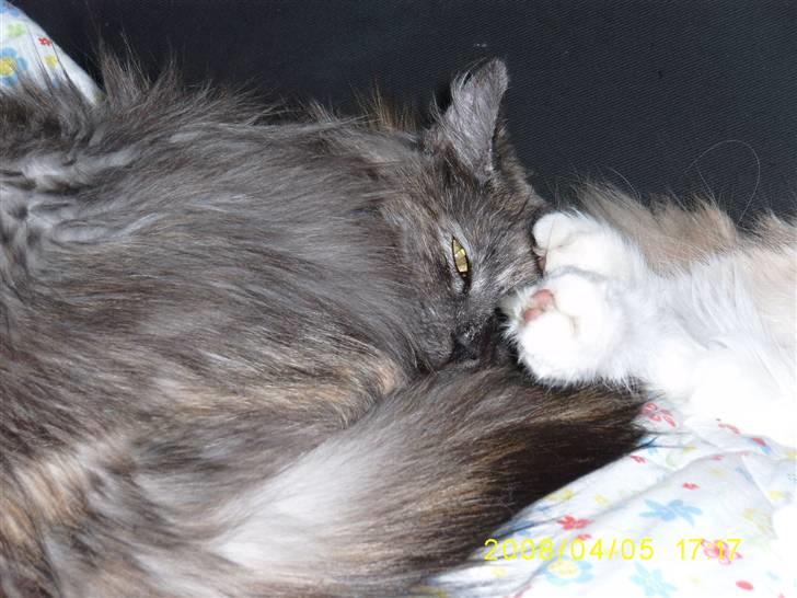 Norsk Skovkat Dk Mazjan's Jamilla  billede 20