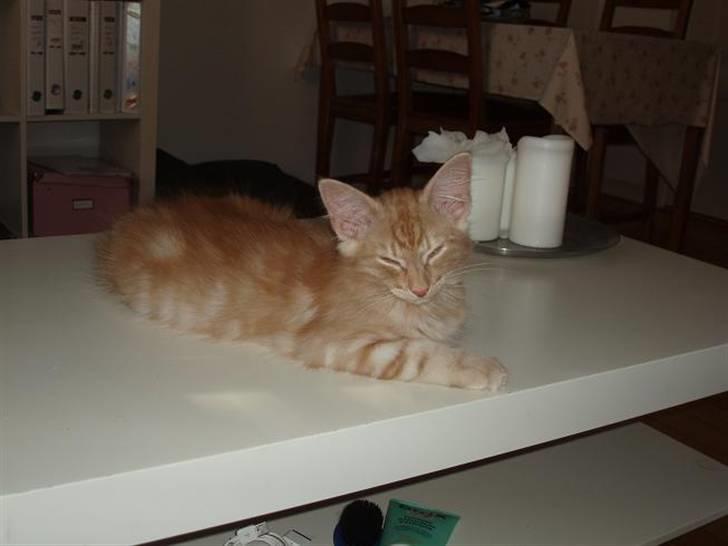 Norsk Skovkat Viktor - 12 uger gammel billede 3