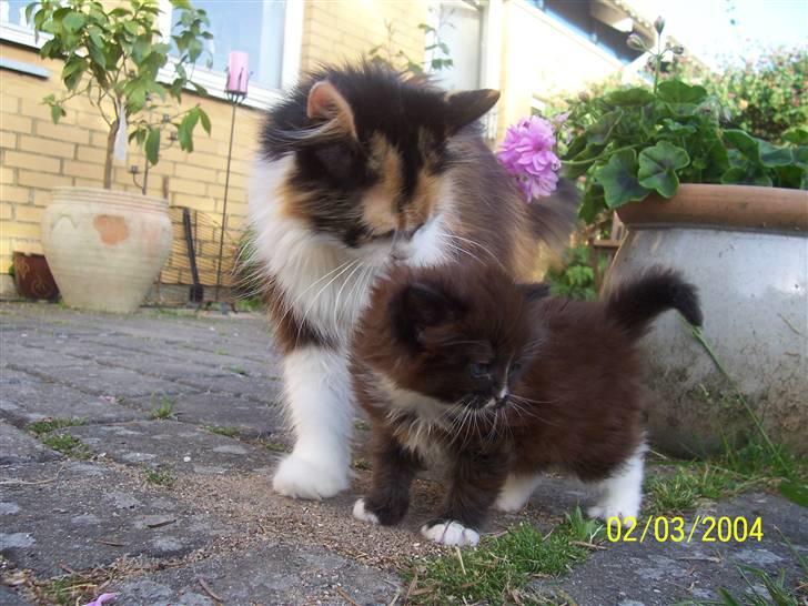 Blanding af racer Silke billede 10