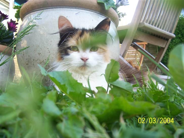 Blanding af racer Silke billede 11