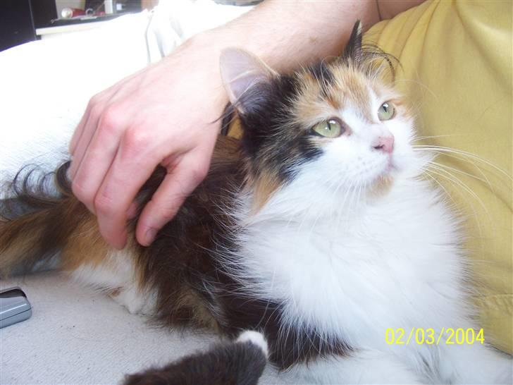 Blanding af racer Silke billede 12