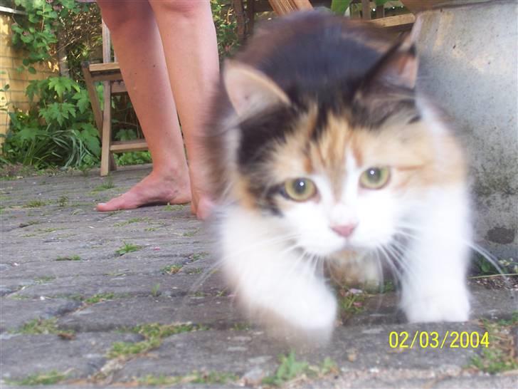 Blanding af racer Silke billede 13