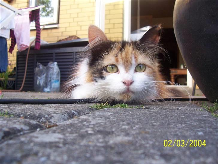 Blanding af racer Silke billede 14