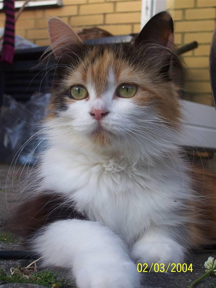 Blanding af racer Silke billede 15