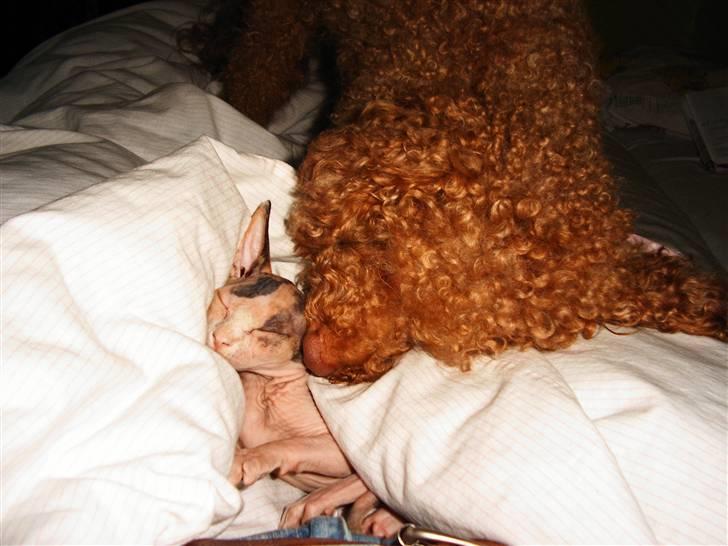 Sphynx Clara billede 9